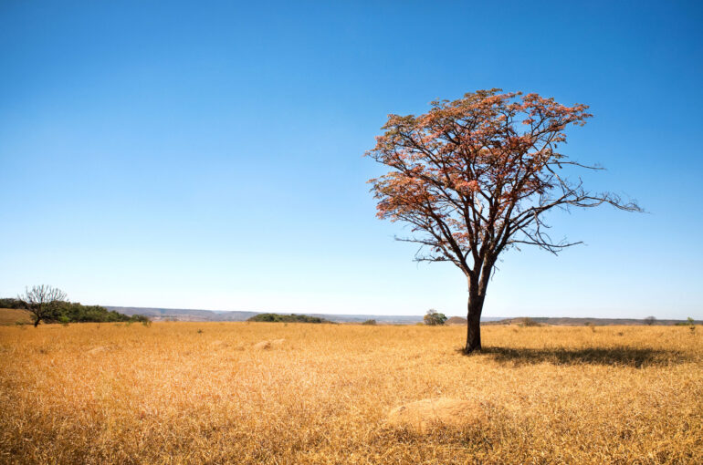 Imperatriz – Governo do Maranhão e Ministério do Meio Ambiente e Mudanças Climáticas realizam plenária Plano Clima Participativo no Bioma Cerrado…